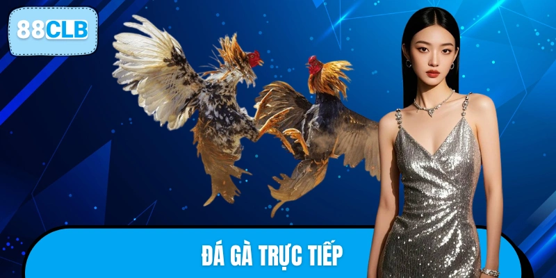 Theo dõi các trận đá gà kịch tính trực tiếp 88CLB